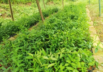 药师山药用植物种子育苗取得新进展